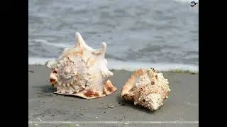 Pearly Shell or Pupu o Ewa