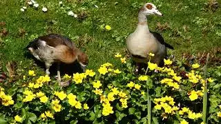 April 2021 - natuur.