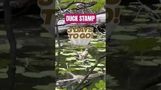 My pick to win!! #duckstamp #competition #art #ducks #painting
