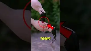 Top 3 PAINFUL Animal Love Stories