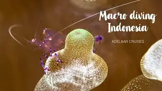 Macro diving in Indonesia