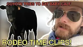 Coyote almost eats baby calf! Rodeo Time 231 clip