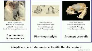 Zoogdieren, orde vleermuizen, familie Bulvleermuizen Chiroptera order Chiroptera family Molossidae