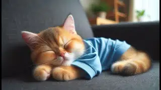 Funny Cat Activities at Home #cat #cute #kitten #funny #catlover #kitty