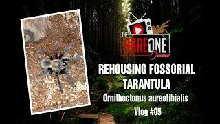 Vlog #05 - Rehousing fossorial tarantula (Ornithoctonus aureotibialis)