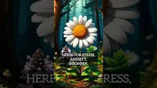 🌿 3 BEST Herbs for Stress, Anxiety & Insomnia (Science-Backed!)