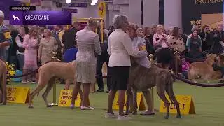 Great Danes | Breed Judging 2026