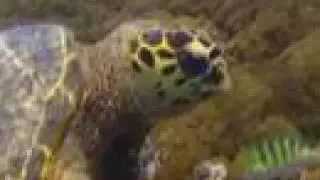 Diving in Gili Trawangan - Part 1