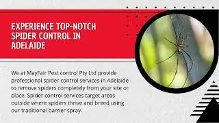 Expert Spider Control Treatment Service in Adelaide
