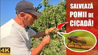 ⚠️ Атака поющей цикады! Деревья в опасности 🌳🔥