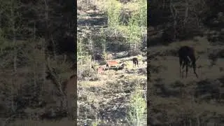 Cervi si fanno i dispetti