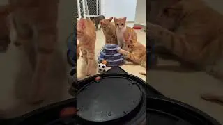 Vegas Night #shorts #catvideos #2023 #kittens