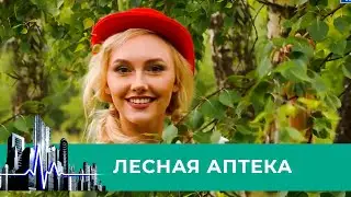 Здоровье в большом городе. Лесная аптека. Полезные растения из леса. Коллекция шоу о здоровье