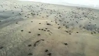 Thousands Of Olive Ridley Hatchlings On Rushikulya Beach At Chilika Begin Journey To Sea #travel#sea