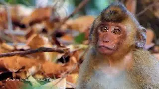 God Bless to Poor baby always stays with king I try feeding Elpeda got milk and fruit seating...