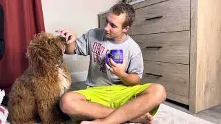 Hip & Joint Support Hemp Dog Treats from LEGITPET (discount link in description) 