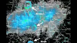 Birds on radar