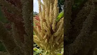 Amaranth Grain Ready for Harvest in Kenya 🌾 | Climate-Smart Nutrition Crop