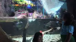 AQUATIC ANIMAL AT RIPLEY’S SOUTH CAROLINA.