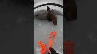 🦌 Adult Moose Saved From Frozen Lake ❄️👏 #respect