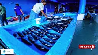 Walking Through the Craziest Tuna Fish Market