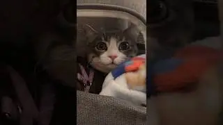 What I Always Pack in My Cat's Travel Backpack #felinefun