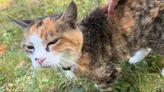 Outdoor Adventures of a 25 Year Old Cat 😲 Missy Muffy Super Senior