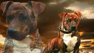 DOGUE BRASILEIRO
