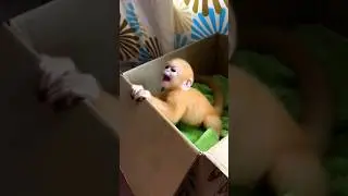 World Cuteness Monkey | Pygmy Marmoset | Finger Monkey Explained foladi motivation #pygmymarmoset