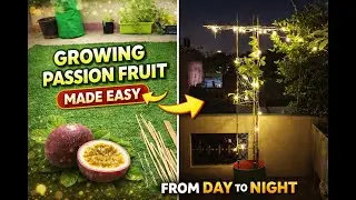 How to Grow Passion Fruit at Home | Passion fruit | Terrace gardening