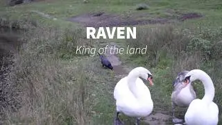 Common Raven pulls on swans tail