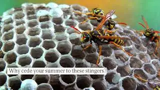 Safer Pest Control in Vernal, UT: Eliminate Wasps & Hornets With These Exterminators