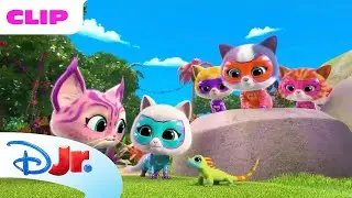 SuperKitties | Selva Selvagem