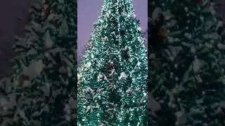 There's a gorgeous Christmas tree next to our house! 😍