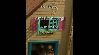 My service puppy 