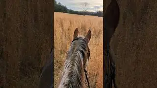 Ride with Me through Amber Waves | Handsome Ransom #shorts