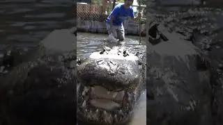 Elvis the Alligator eats Whole Chicken! #shorts