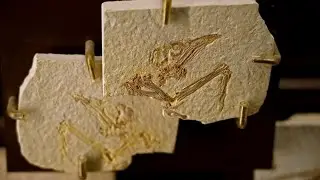 Fossil Bird Discovery Reveals Clues About Bird Brain Evolution