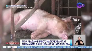 Mga alagang baboy, nagkakasakit at namamatay dahil umano sa hog cholera | BT