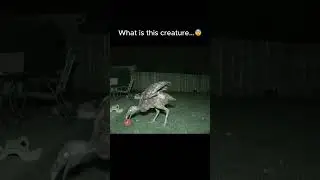 Dodo Bird like Creature Caught on Camera