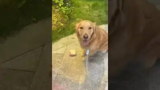 Golden Retriever&rsquo;s Warm Heart🦮✨#doglove#goldenretriever#straycat#heartwarming#animalcompassion#kind
