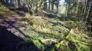 Llwyn Celyn Whips 07-02-2018