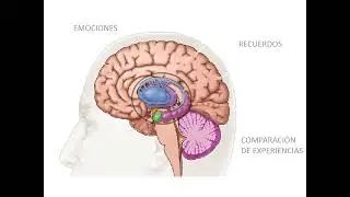 SENSOPERCEPCIÓN
