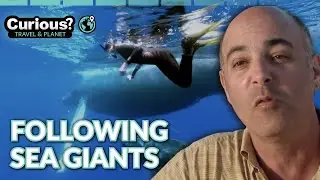 Whale Migration Patterns Revealed 🐋