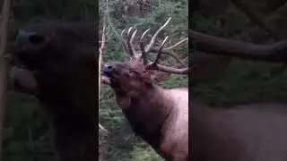 Find and Shoot elk #elk #hunting