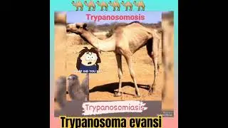 Camel trypanosomosis 🐪🐫🙄🤔 Trypanosoma evansi, Protozoan trypanosomes👌Parasitology👍🔬✅