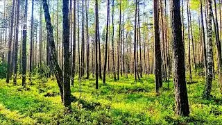 Спокойное пение птиц в глубине леса 🌿 Природная атмосфера для релаксации