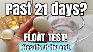 How to check if eggs are Fertile or Infertile   Float Test   Indian Technology with American accent