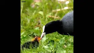The Enigmatic World of Coot Birds |🌝 coot bird #shorts #birds #short