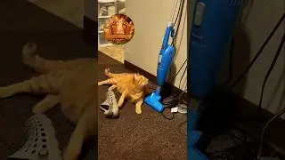 Freddy's Going to do it! #cat #trending #orangecat #freddy #catdad #funnycat